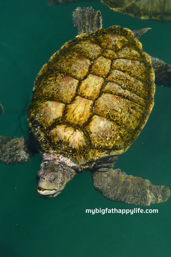 Dolphins and Turtles in Grand Cayman | mybigfathappylife.com