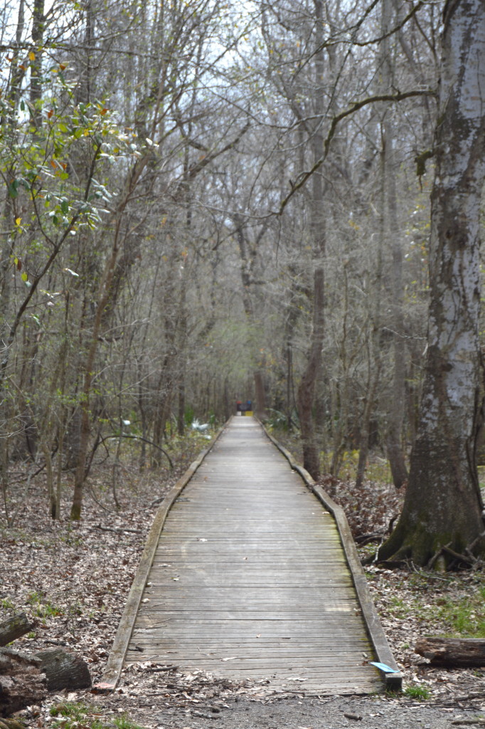 Lake Fausse Point State Park in Louisiana | mybigfathappylife.com