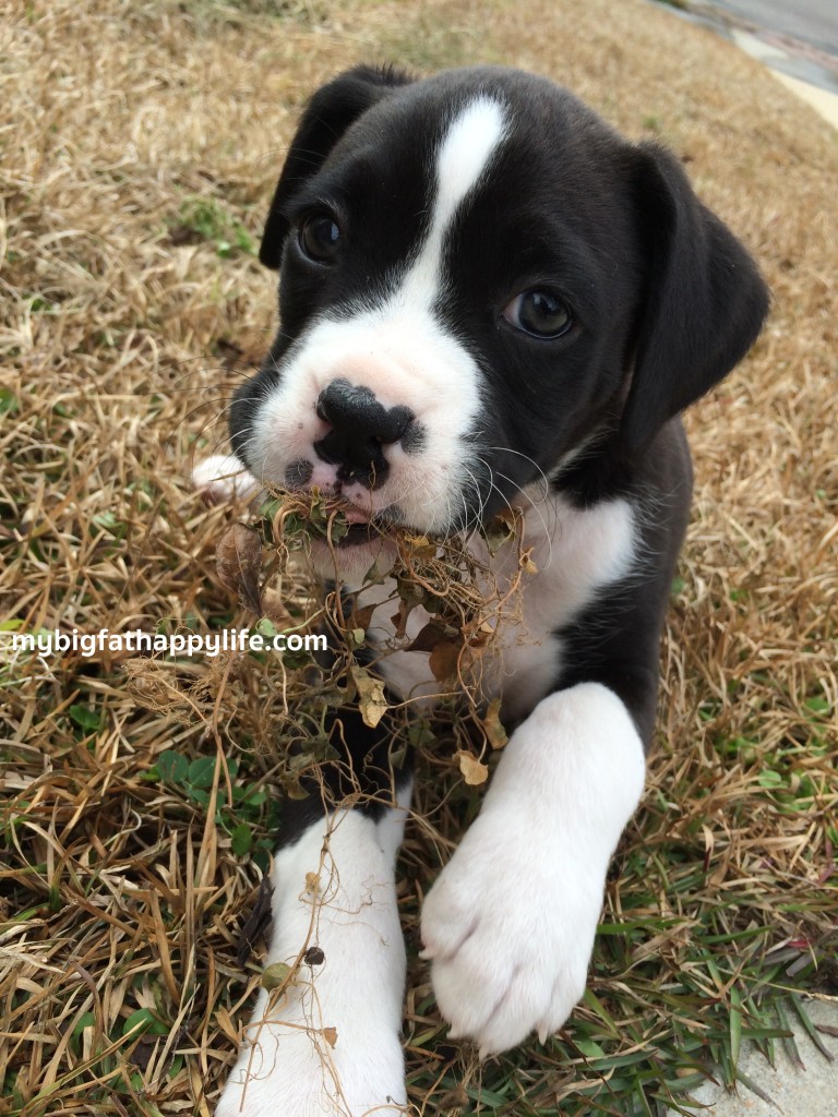 How to Take Photos of Your Puppy; Tips for Taking Photos of Your Puppy | mybigfathappylife.com