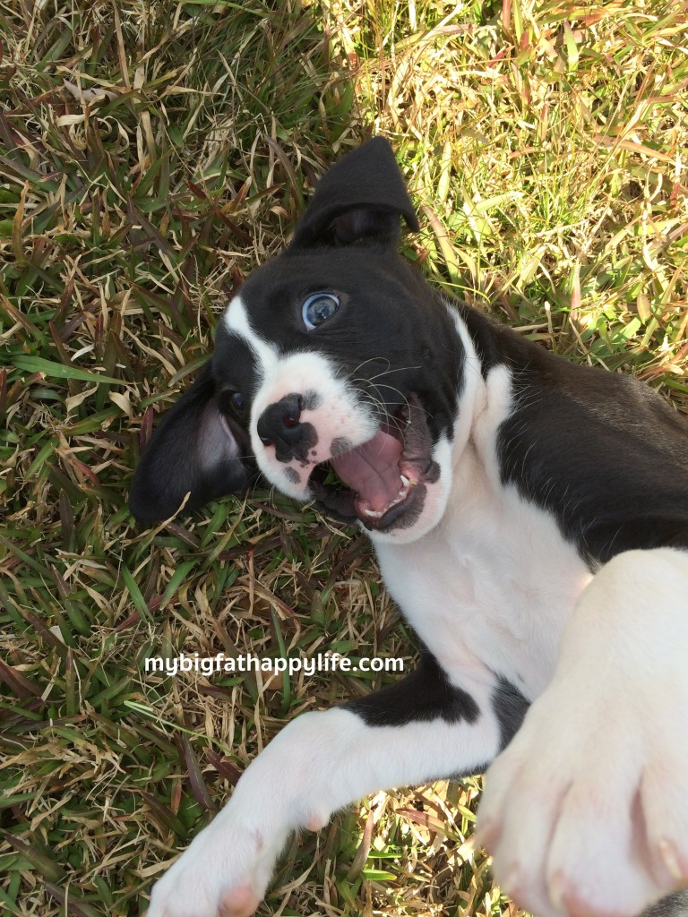 How to Take Photos of Your Puppy; Tips for Taking Photos of Your Puppy | mybigfathappylife.com