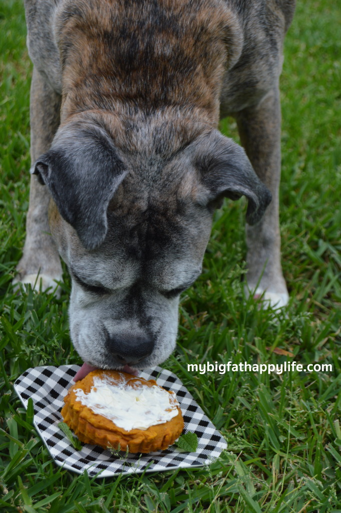 How to Make a Cake for Your Dog | mybigfathappylife.com