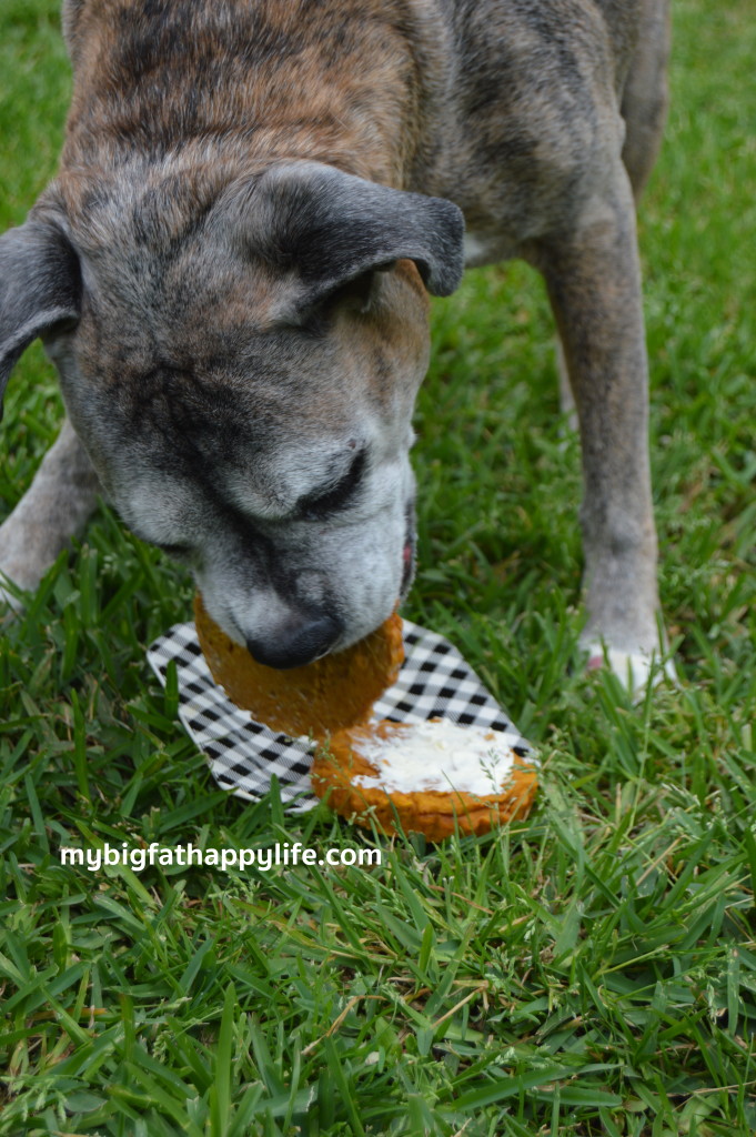 How to Make a Cake for Your Dog | mybigfathappylife.com