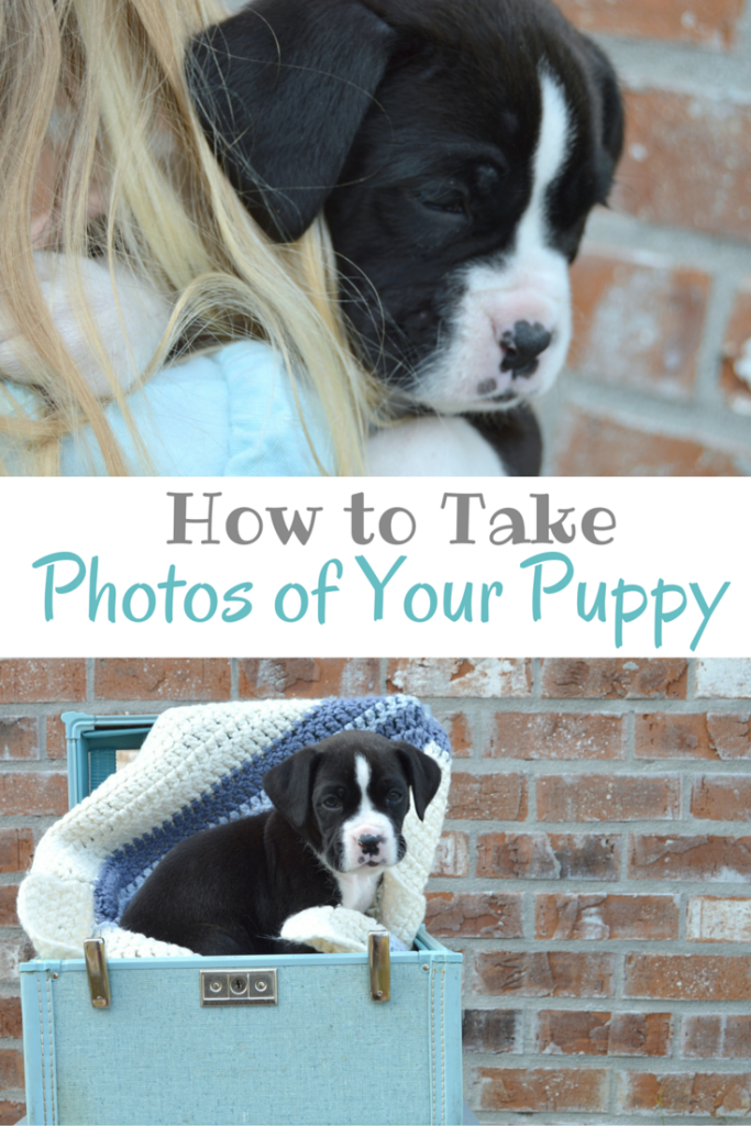 How to Take Photos of Your Puppy; Tips for Taking Photos of Your Puppy | mybigfathappylife.com