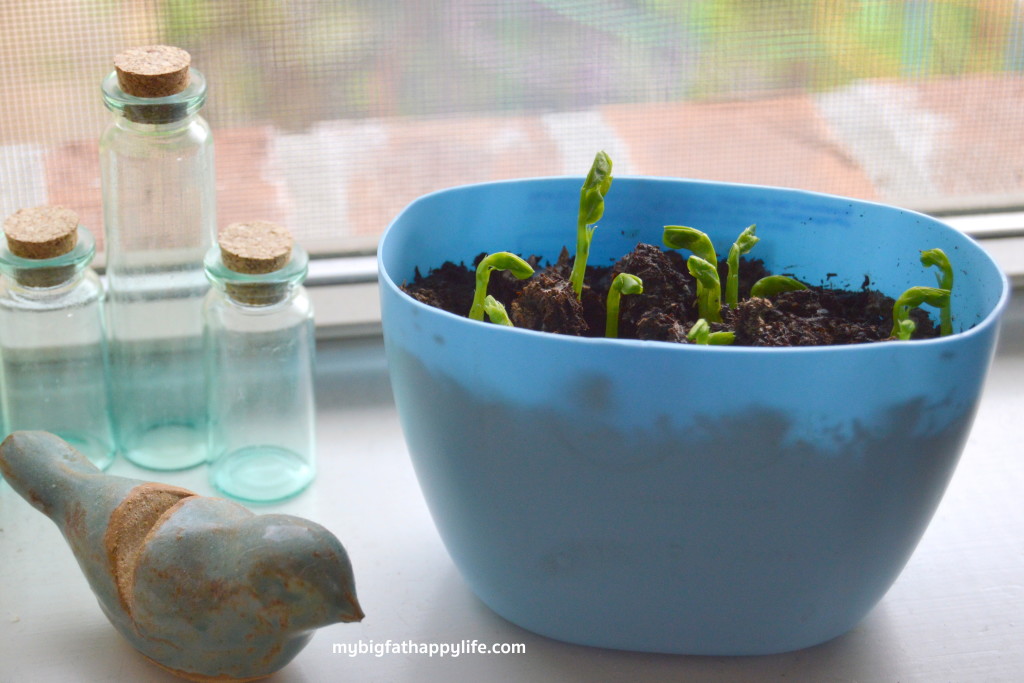 How to Make Seed Starters for a garden by Recycling with Johnson & Johnson's Care to Recycle Program #ad #caretorecycle | mybigfathappylife.com