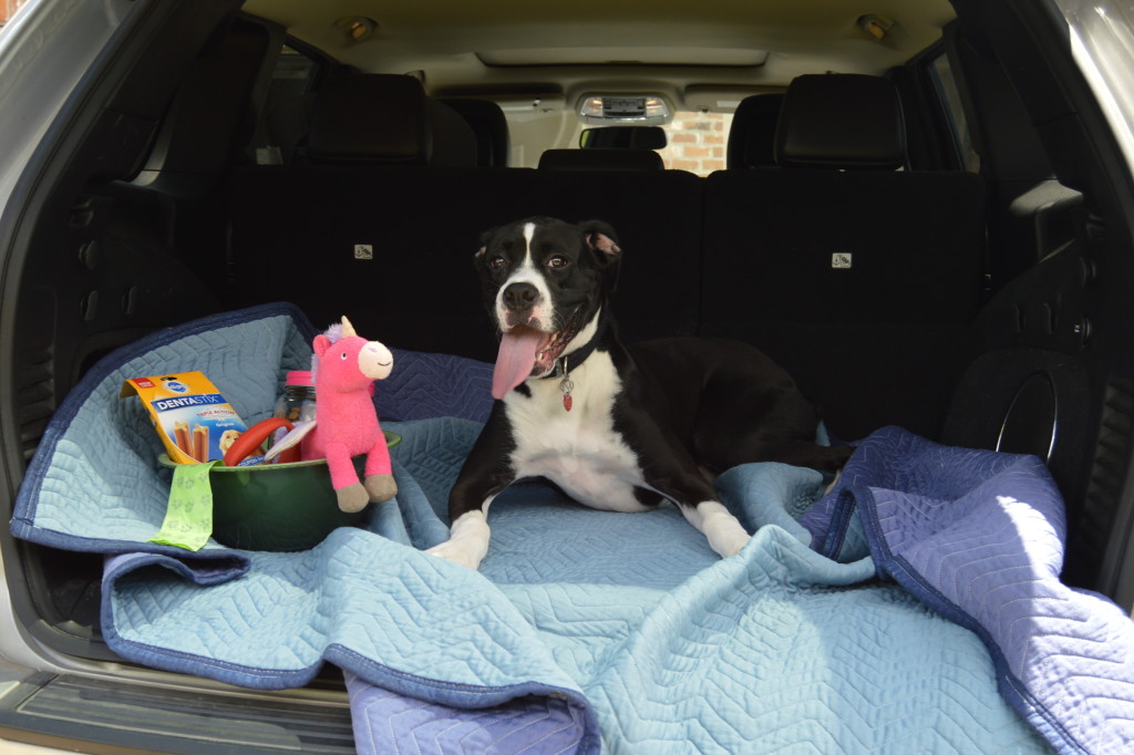 Tips for Taking Your Dog on Car Ride #ad | mybigfathappylife.com