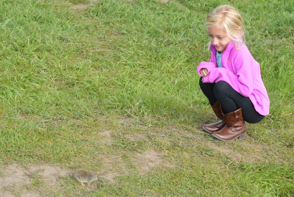 National Park Service - Junior Ranger Program | mybigfathappylife.com