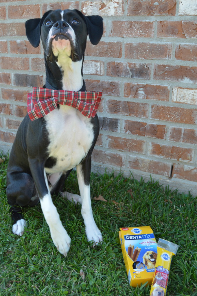 How to Make Bowtie for Your Dog + Tips for Holiday Photos #PAWsomeGifts #ClausAndPaws (ad) | mybigfathappylife.com