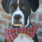 How to Make Bowtie for Your Dog + Tips for Holiday Photos #PAWsomeGifts #ClausAndPaws (ad) | mybigfathappylife.com