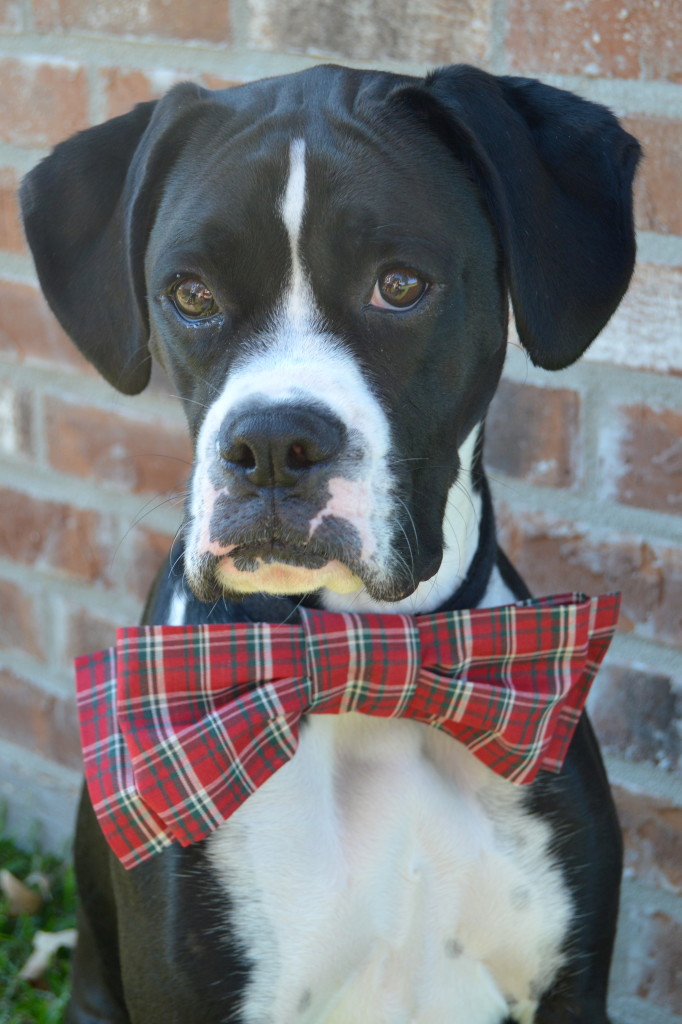 How to Make Bowtie for Your Dog + Tips for Holiday Photos #PAWsomeGifts #ClausAndPaws (ad) | mybigfathappylife.com