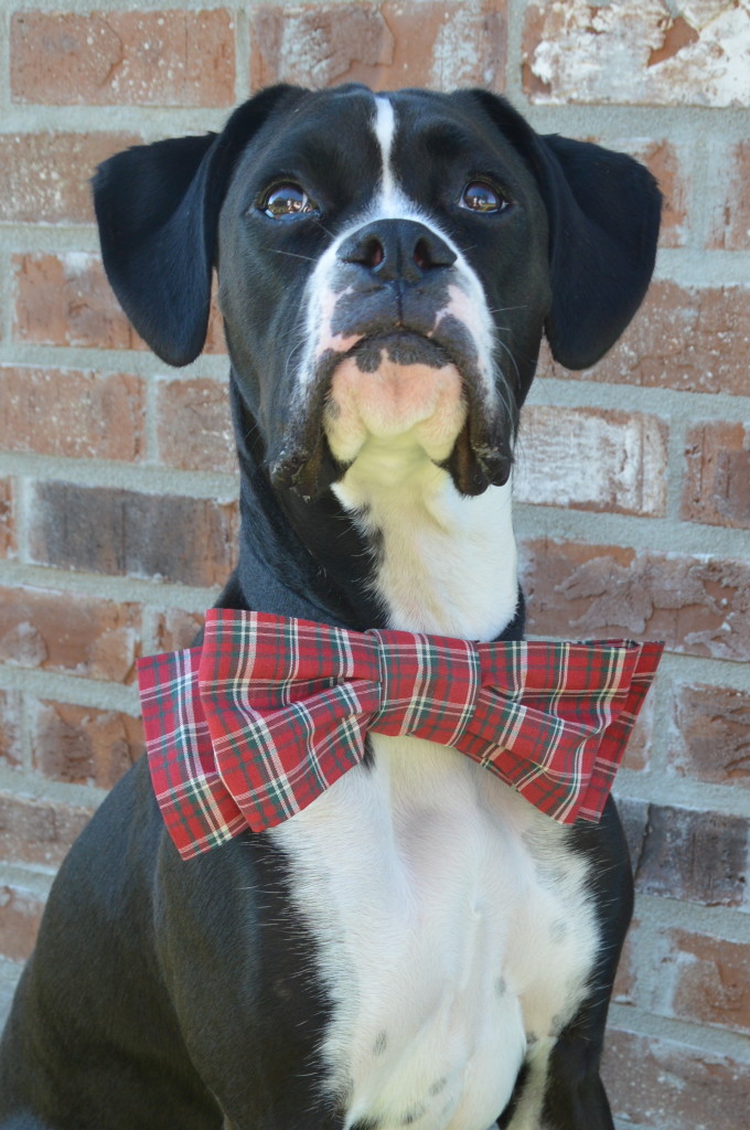 How to Make Bowtie for Your Dog + Tips for Holiday Photos #PAWsomeGifts #ClausAndPaws (ad) | mybigfathappylife.com