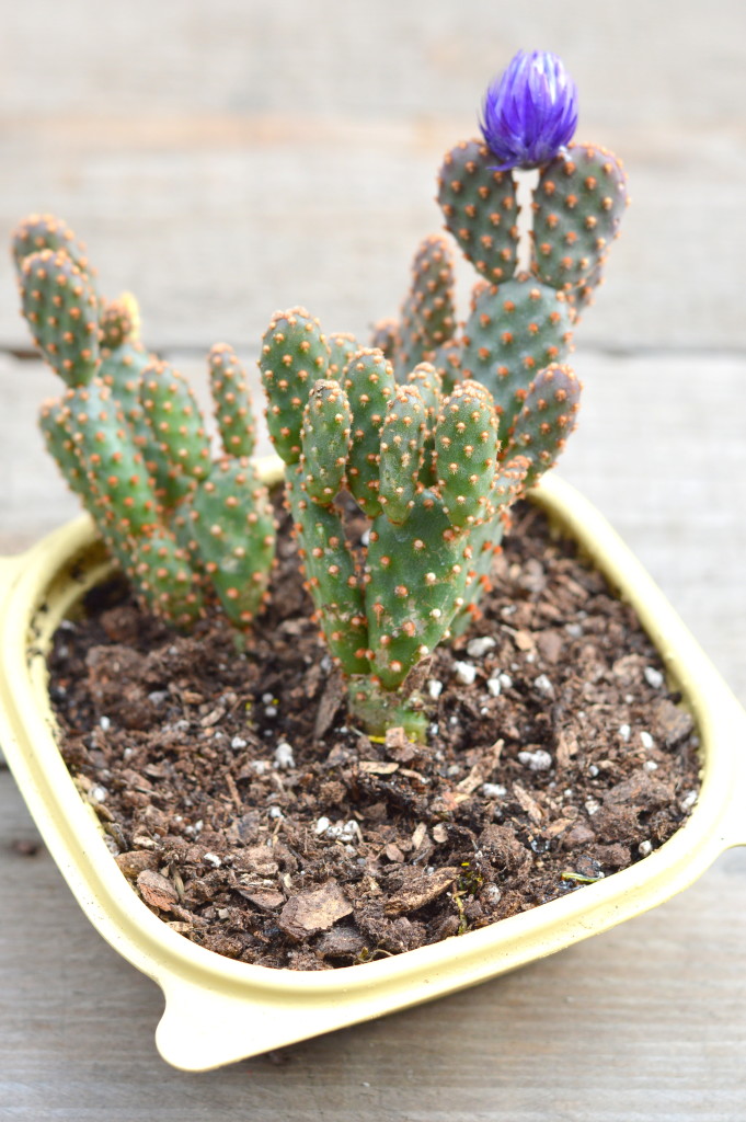 DIY Upcycle Cactus Planter #ChickfilAMoms #ChickfilAMomsDIY #ad | mybigfathappylife.com