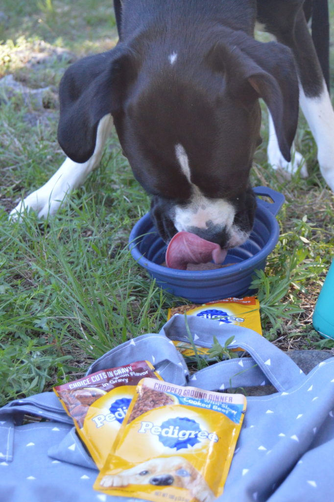 How to Make an On the Go Bag for Your Dog #PedigreeMoment #ad | mybigfathappylife.com