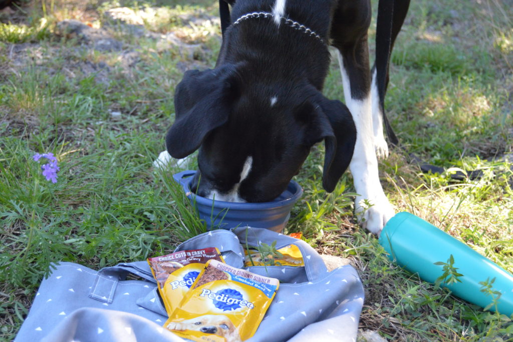 How to Make an On the Go Bag for Your Dog #PedigreeMoment #ad | mybigfathappylife.com