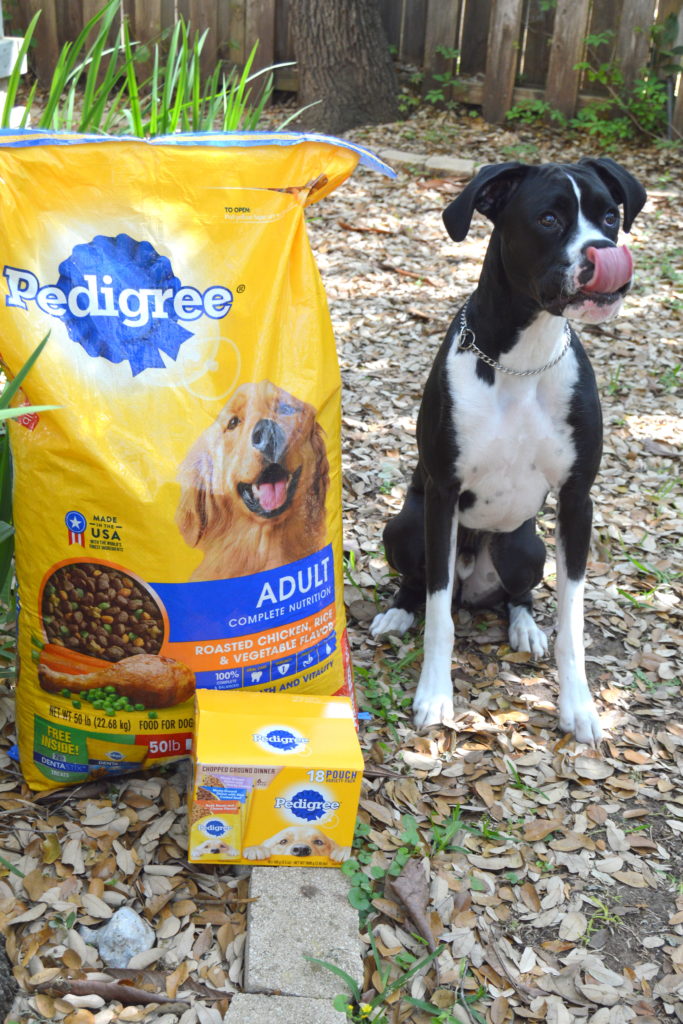 How to Make an On the Go Bag for Your Dog #PedigreeMoment #ad | mybigfathappylife.com