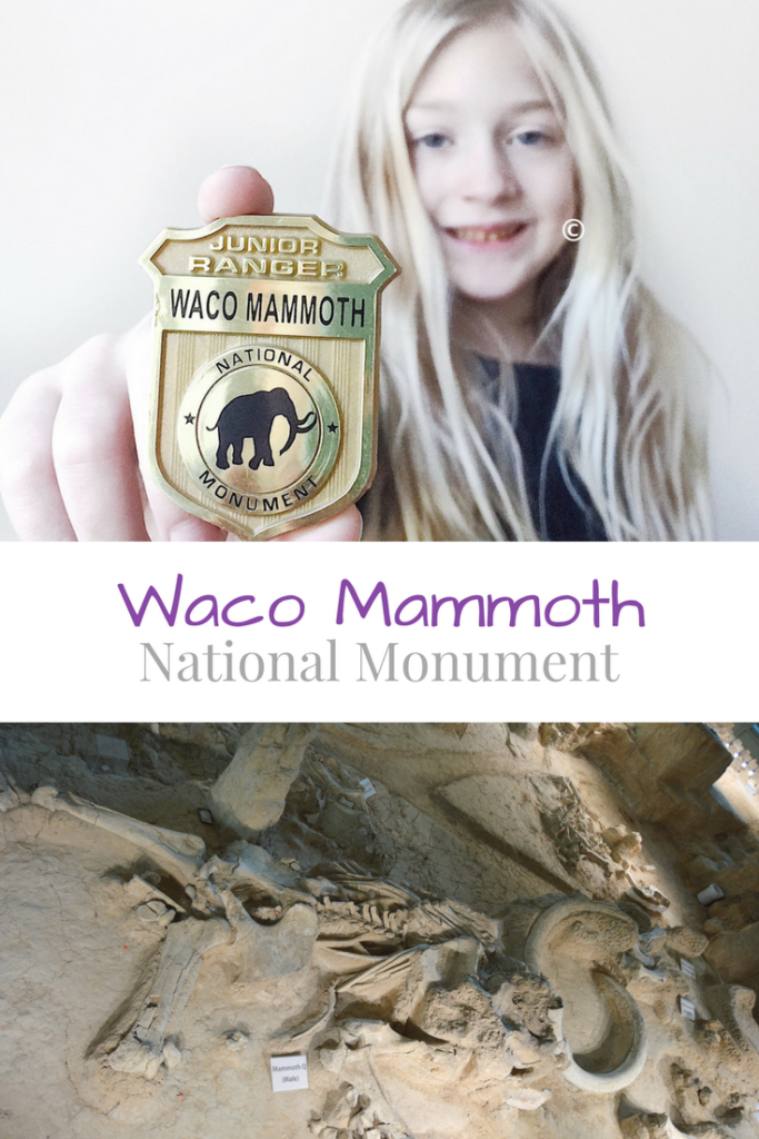 Waco Mammoth National Monument in Waco, Texas; things to do in Waco | mybigfathappylife.com