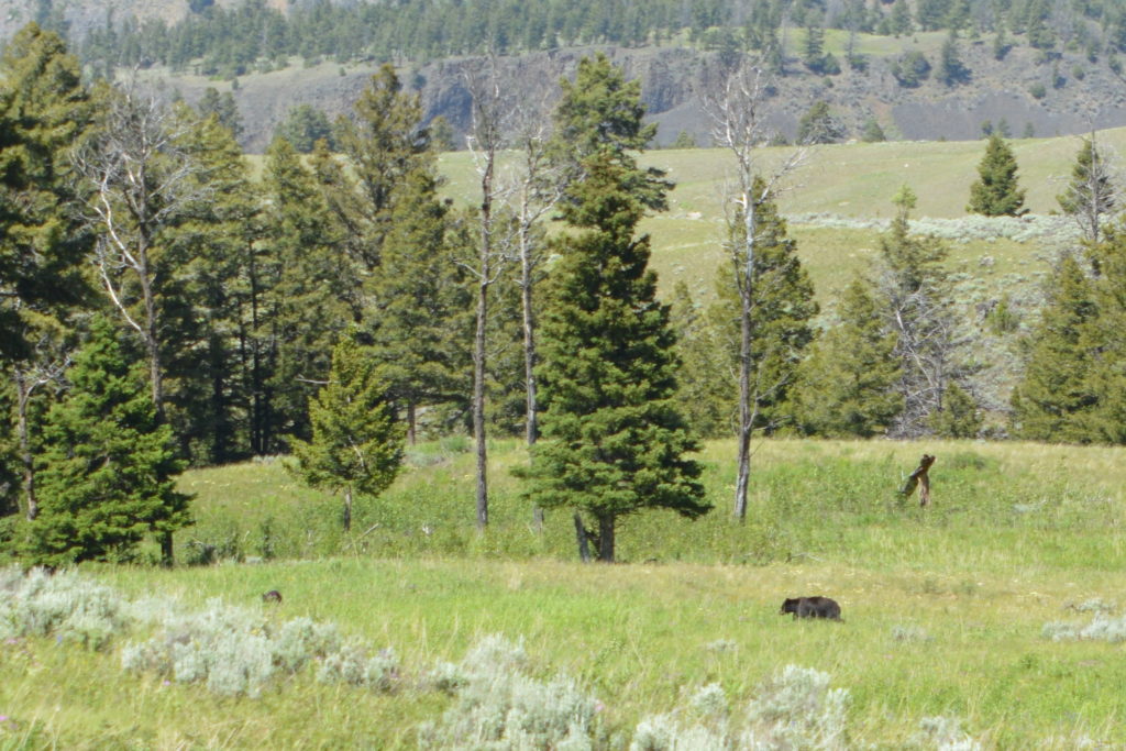 Black bear in Yellowstone National Park