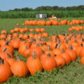 Barton Hill Farms Fall Festival and Corn Maze - Austin, TX | mybigfathappylife.com