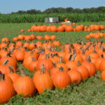 Barton Hill Farms Fall Festival and Corn Maze - Austin, TX | mybigfathappylife.com