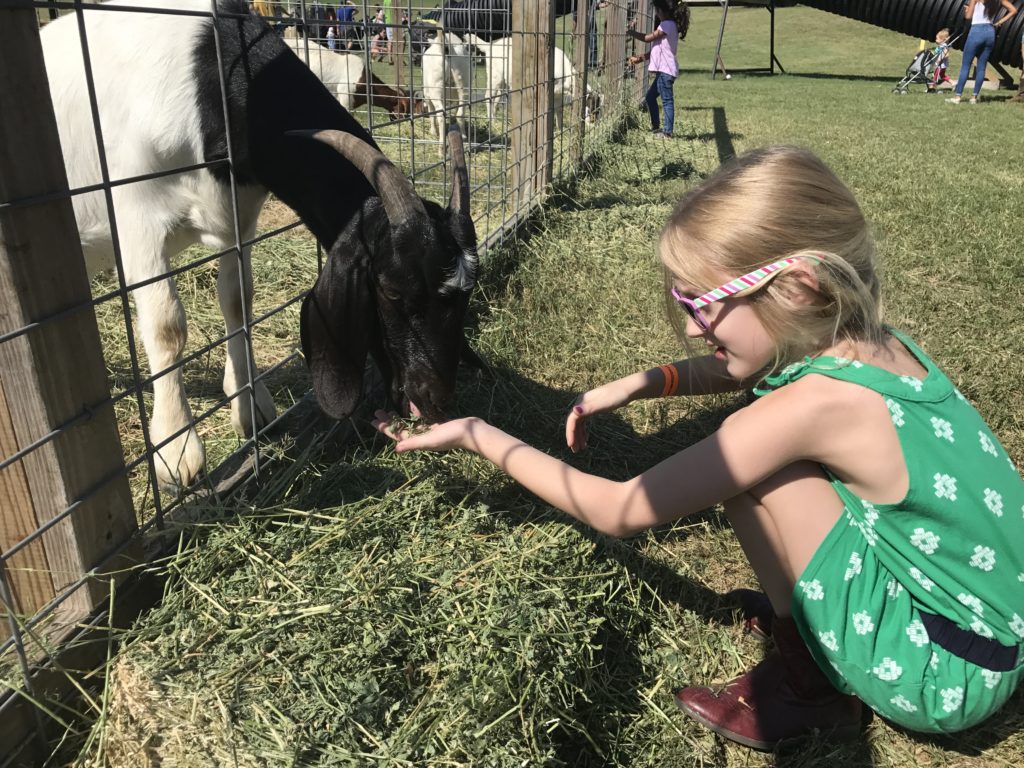Barton Hill Farms Fall Festival and Corn Maze - Austin, TX | mybigfathappylife.com