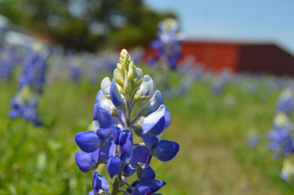 What to do in Texas Hill Country this Spring