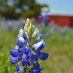 What to do in Texas Hill Country this Spring