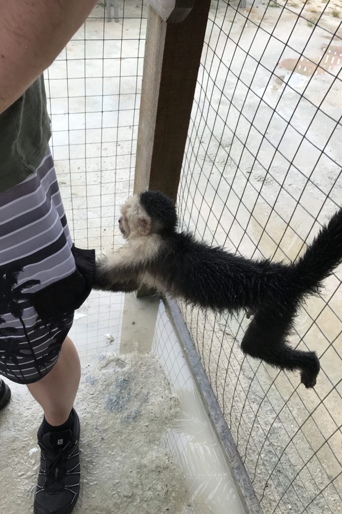 Are you traveling to Roatan, Honduras? I am telling you about our time in Roatan including hugging a sloth and horseback riding in the ocean.