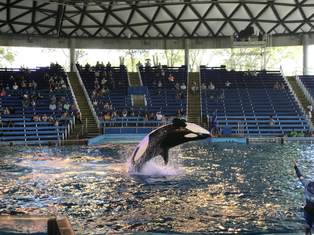 15 Tips for Visiting SeaWorld San Antonio