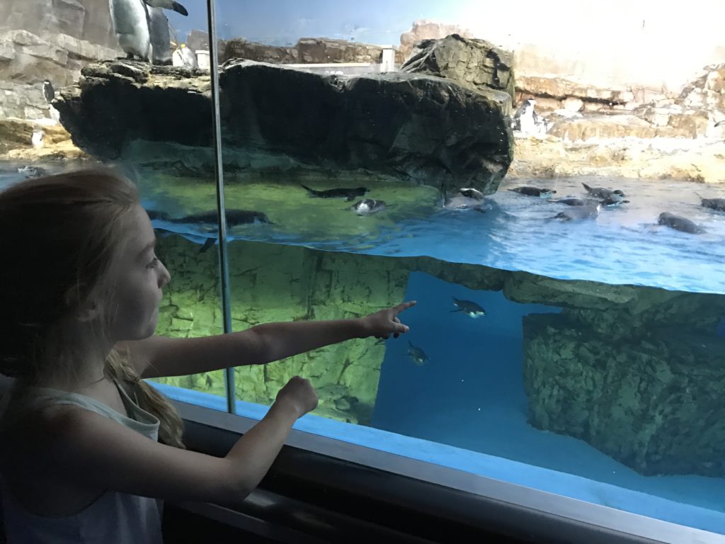 15 Tips for Visiting SeaWorld San Antonio