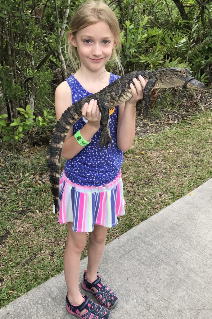 Visiting the Everglades National Park is an exhilarating opportunity to spot alligators and birds in their natural habit especially with an airboat tour.