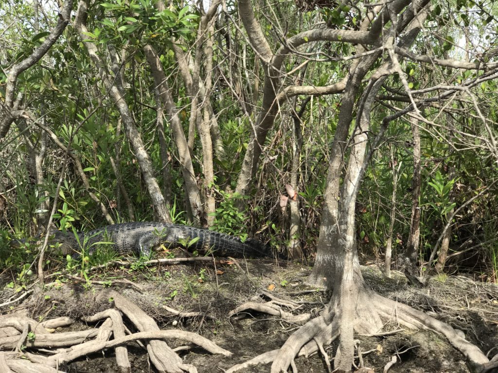 Visiting the Everglades National Park is an exhilarating opportunity to spot alligators and birds in their natural habit especially with an airboat tour.