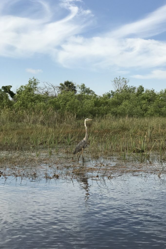 Visiting the Everglades National Park is an exhilarating opportunity to spot alligators and birds in their natural habit especially with an airboat tour.