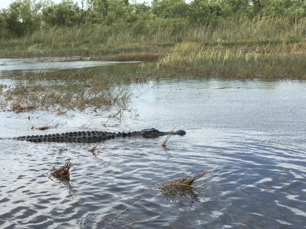 Visiting the Everglades National Park is an exhilarating opportunity to spot alligators and birds in their natural habit especially with an airboat tour.