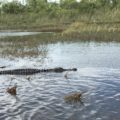 Visiting the Everglades National Park is an exhilarating opportunity to spot alligators and birds in their natural habit especially with an airboat tour.