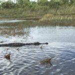 Visiting the Everglades National Park is an exhilarating opportunity to spot alligators and birds in their natural habit especially with an airboat tour.