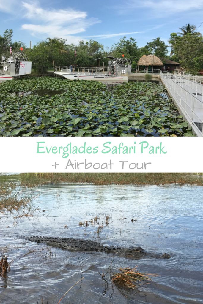 Visiting the Everglades National Park is an exhilarating opportunity to spot alligators and birds in their natural habit especially with an airboat tour.