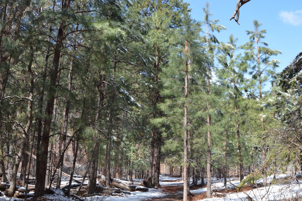 Everything you and your family needs to know about visiting Bandelier National Monument near Santa Fe, New Mexico. 