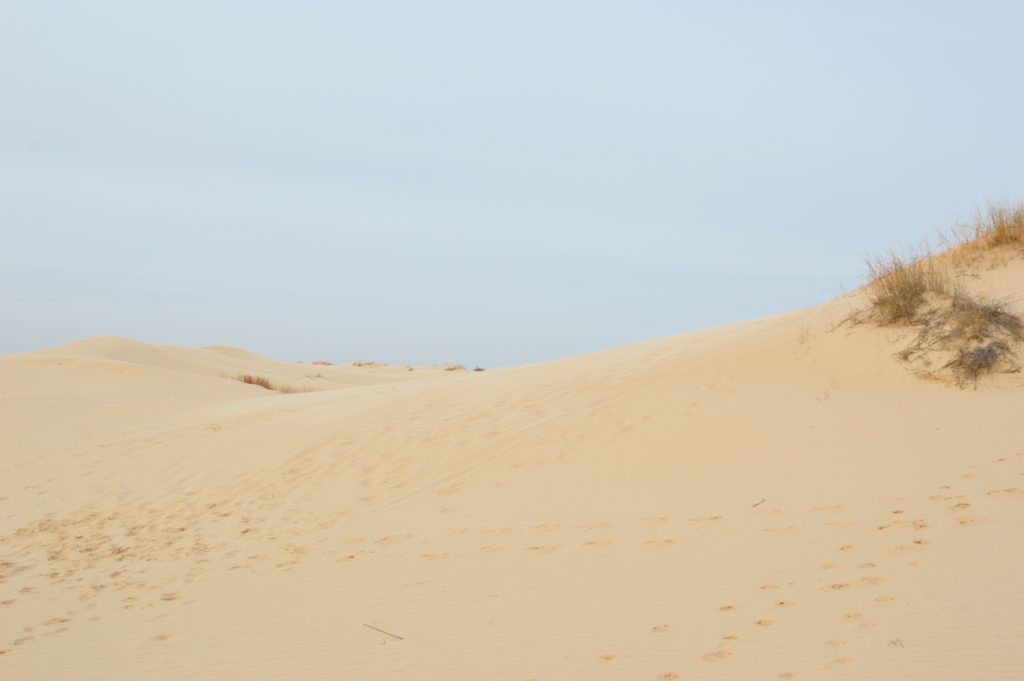 Enjoy a day with family taking in the beautiful sand dunes and sand sledding at Monahans Sandhills State Park.