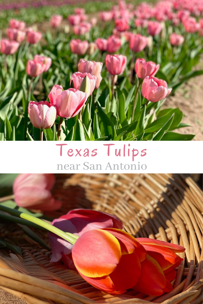 Straight out of Holland smack dab in the middle of Texas are tulip fields waiting to be explored.