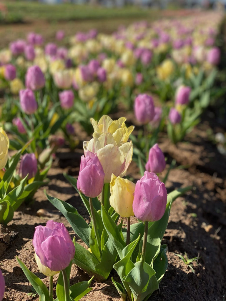 Straight out of Holland smack dab in the middle of Texas are tulip fields waiting to be explored.