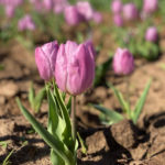 Straight out of Holland smack dab in the middle of Texas are tulip fields waiting to be explored.