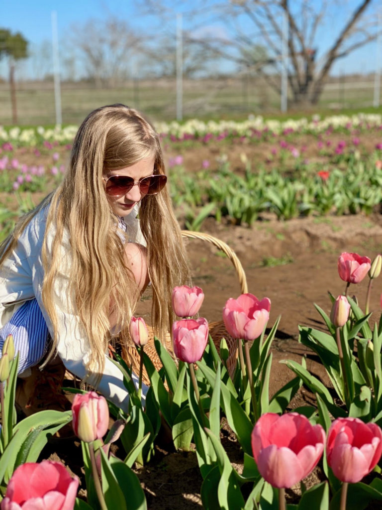 Straight out of Holland smack dab in the middle of Texas are tulip fields waiting to be explored.