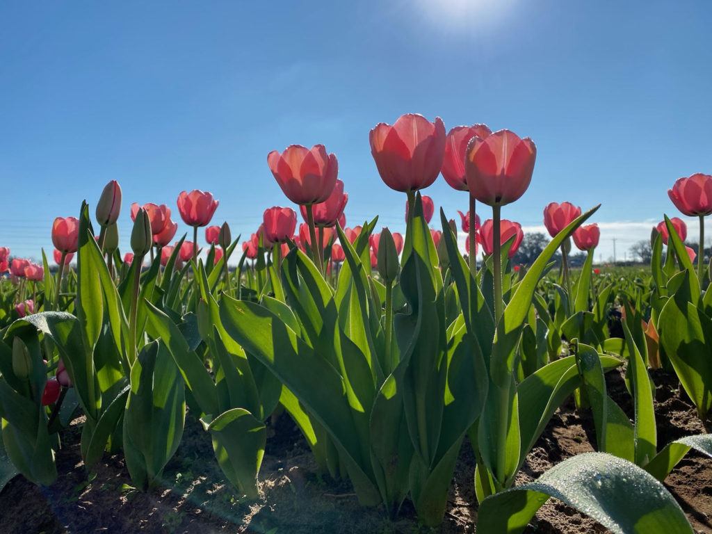 Straight out of Holland smack dab in the middle of Texas are tulip fields waiting to be explored.