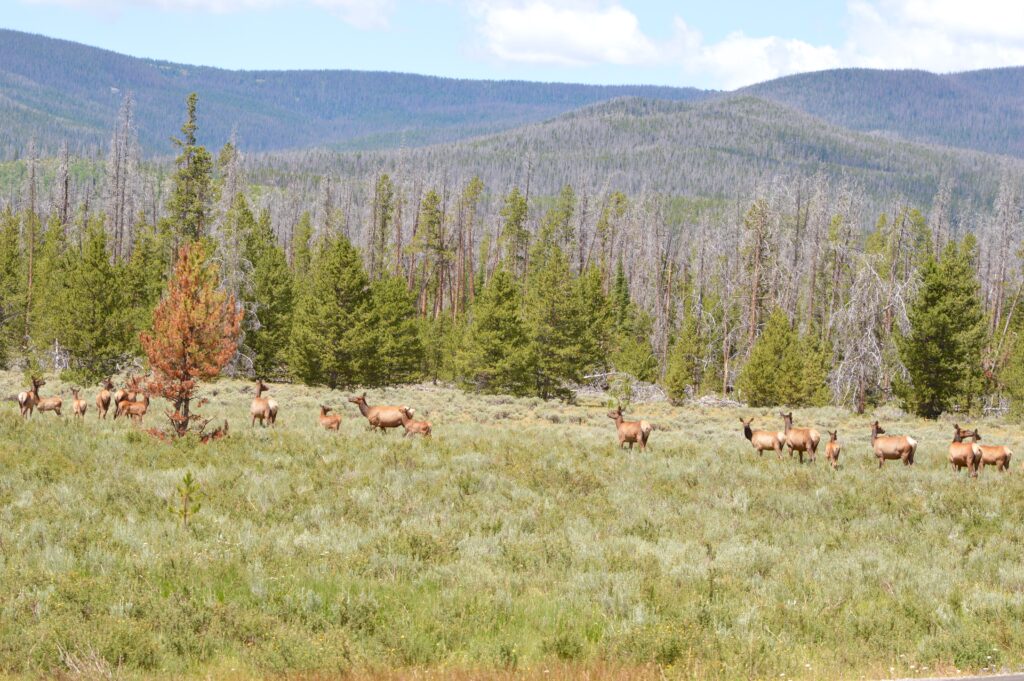 Rocky Mountain National Park Elk