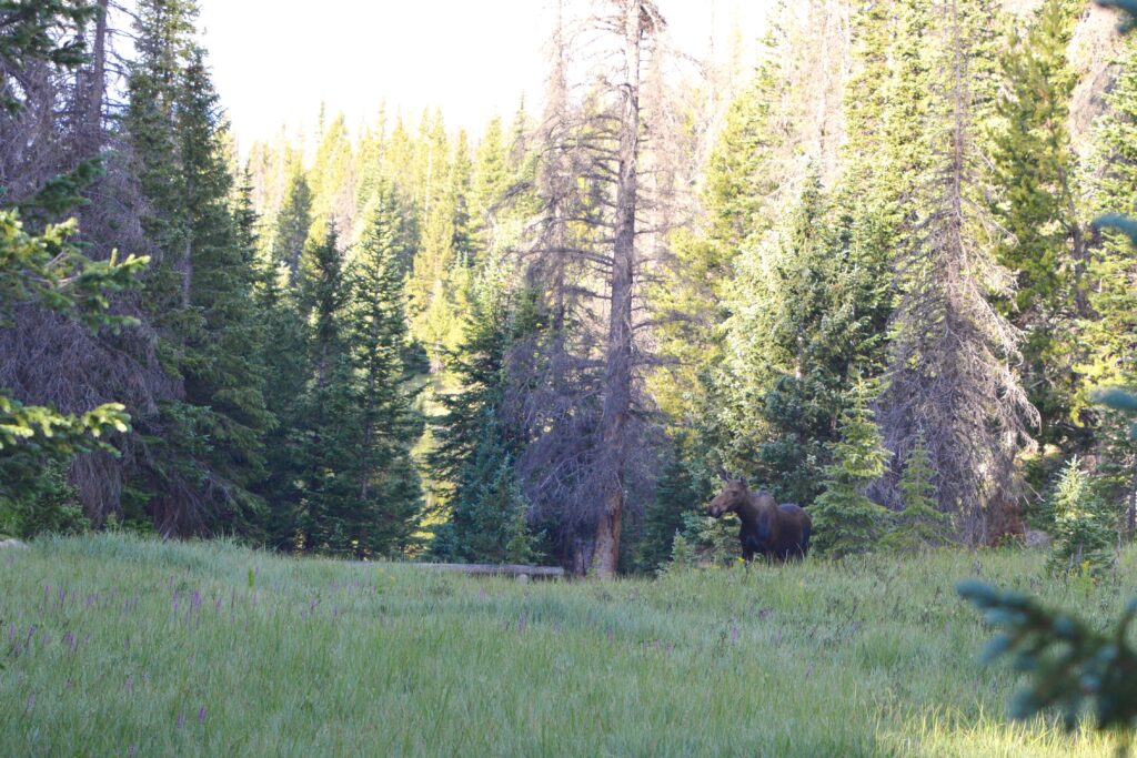 Rocky Mountain National Park Moose