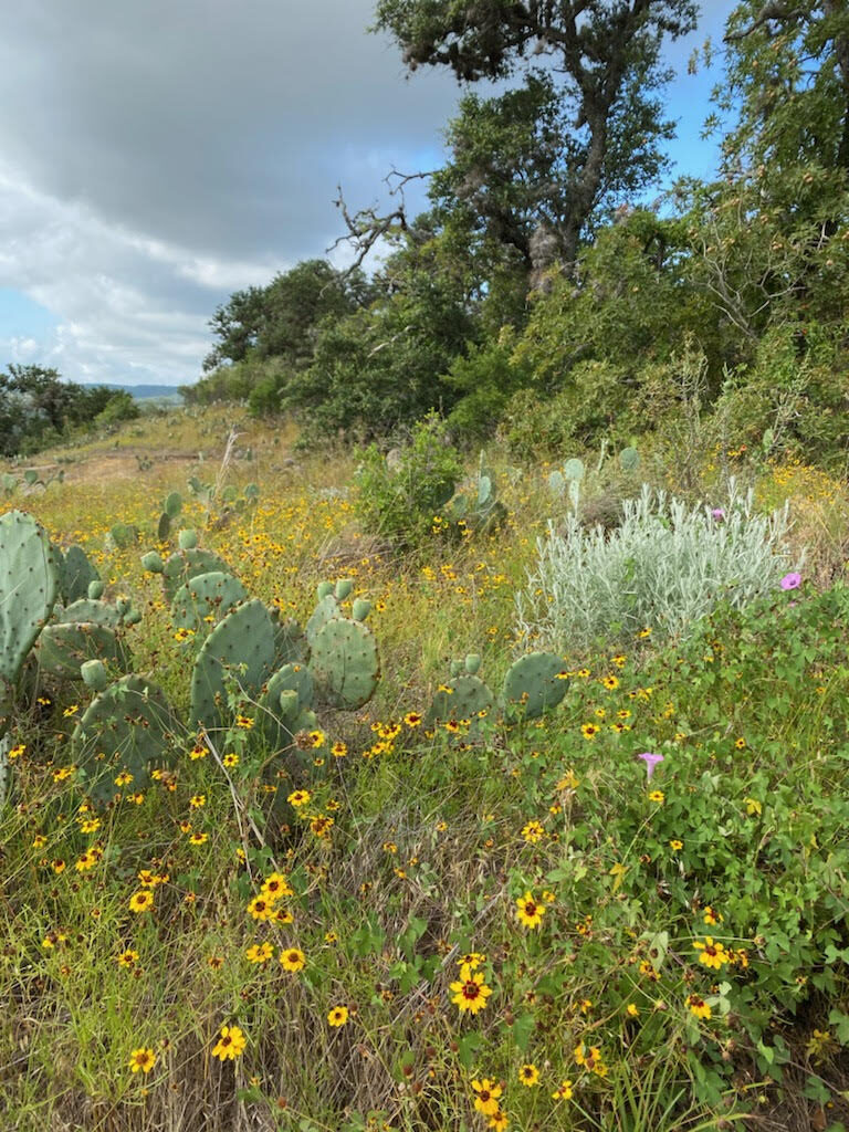 All the tips and reasons you should visit Enchanted Rock State Natural Area near Fredericksburg, Texas on your next trip.