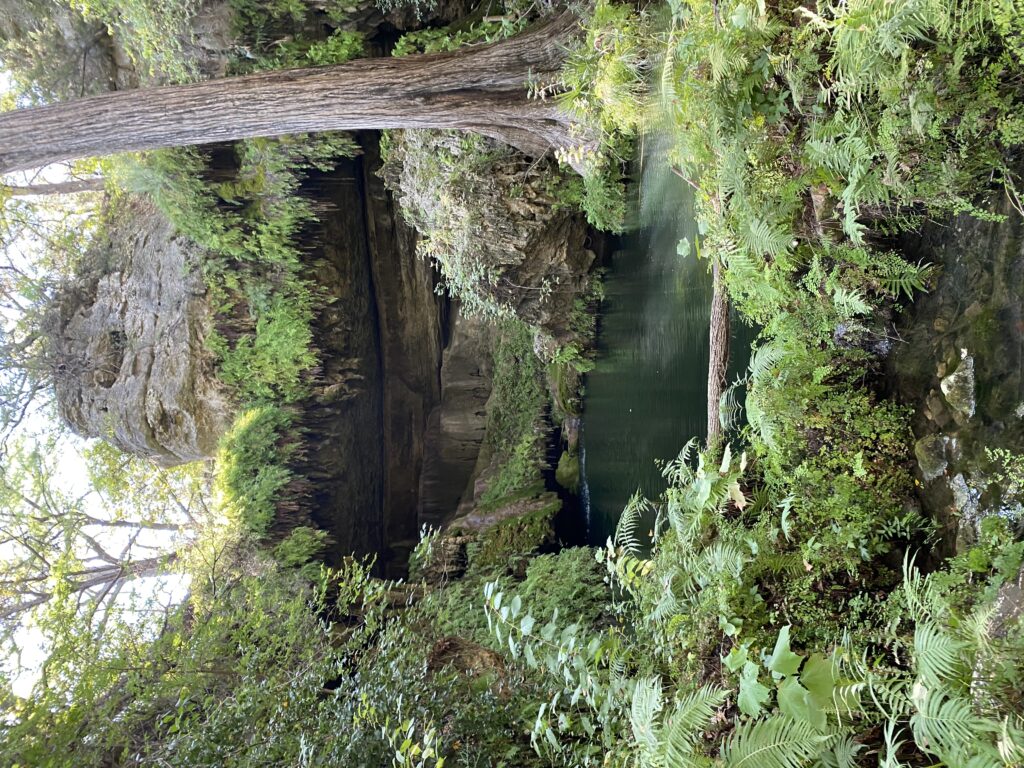 This beautiful grotto at the Westcave Preserve is a hidden gem in the Austin, Texas area.