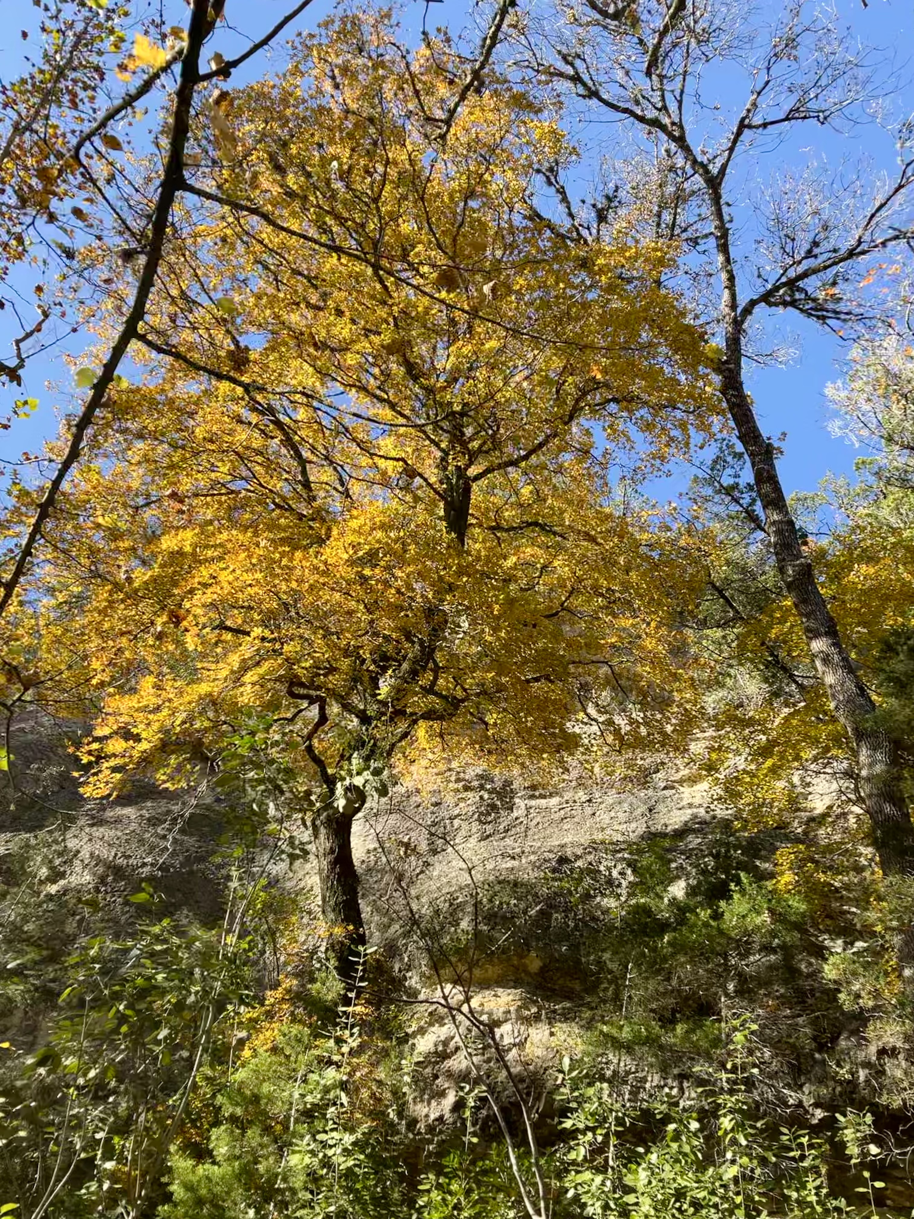 All the tips and reasons you should visit Lost Maples State Natural Area in Texas.