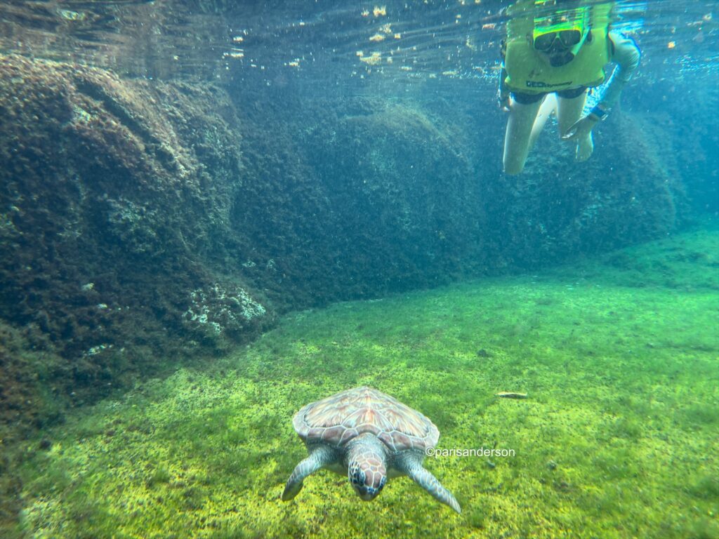Everything you need to know about visiting the Cayman Turtle Centre including how to get there using public transportation.