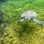 Everything you need to know about visiting the Cayman Turtle Centre including how to get there using public transportation.