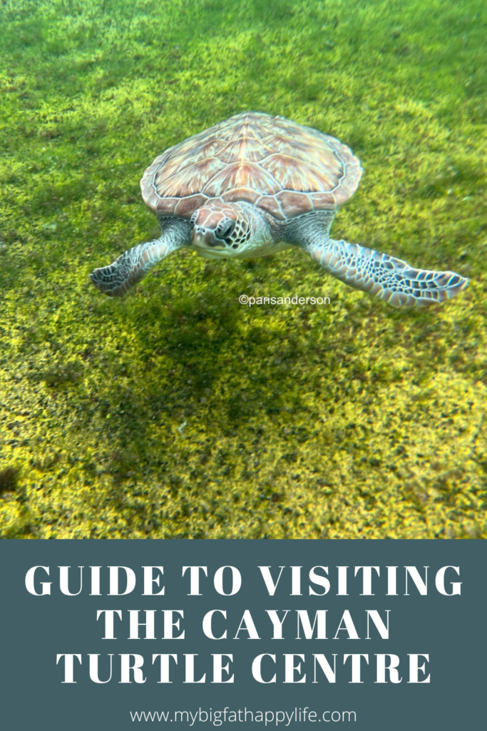 Everything you need to know about visiting the Cayman Turtle Centre including how to get there using public transportation.